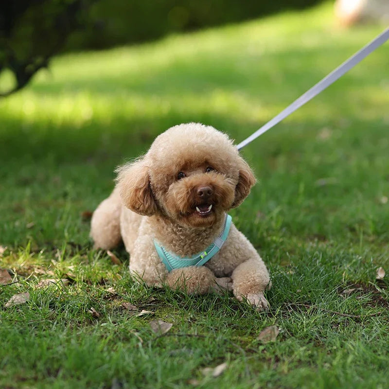 Arnés Ajustable con Correa para Perros y Gatos Pequeños — Reflectante y Transpirable | 7 Colores