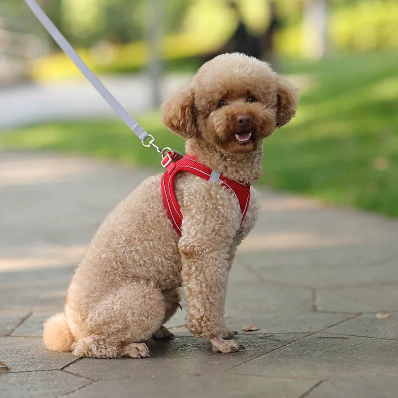 Arnés Ajustable con Correa para Perros y Gatos Pequeños — Reflectante y Transpirable | 7 Colores