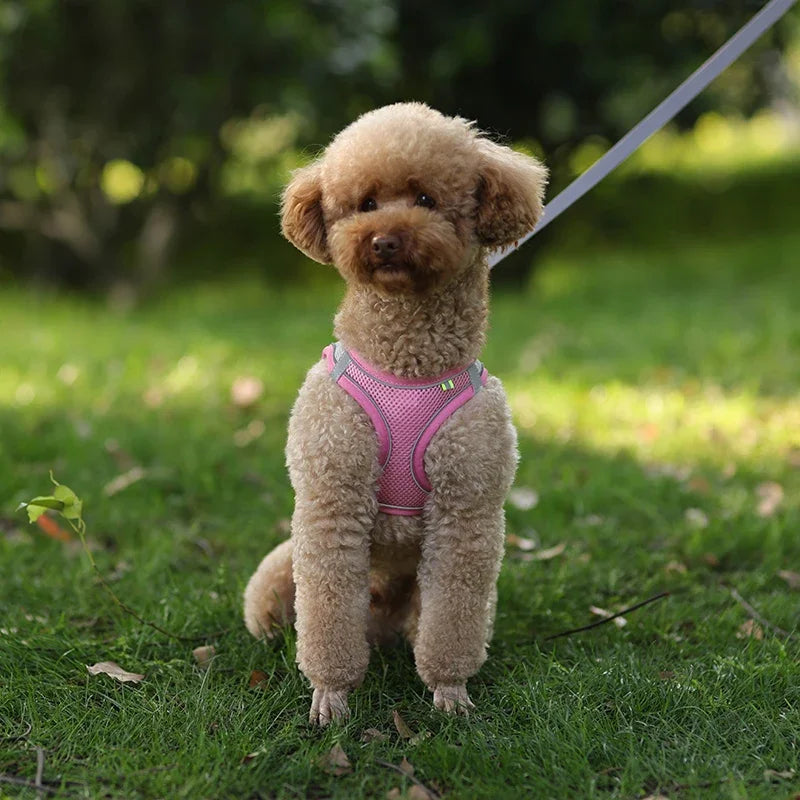 Arnés Ajustable con Correa para Perros y Gatos Pequeños — Reflectante y Transpirable | 7 Colores