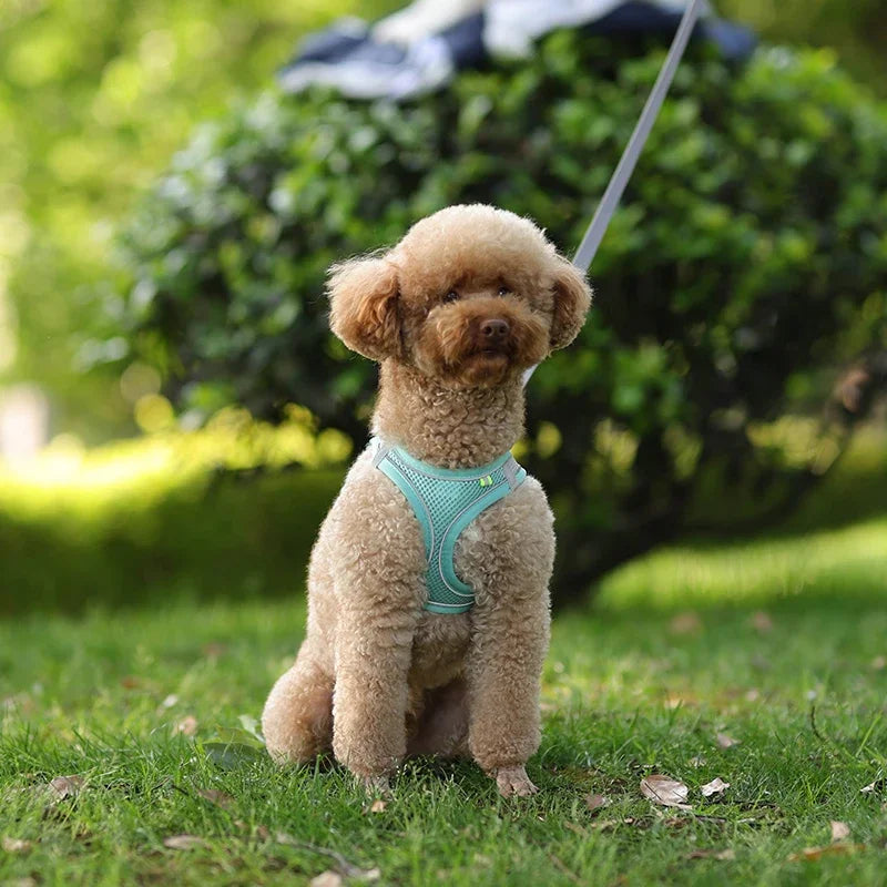 Arnés Ajustable con Correa para Perros y Gatos Pequeños — Reflectante y Transpirable | 7 Colores