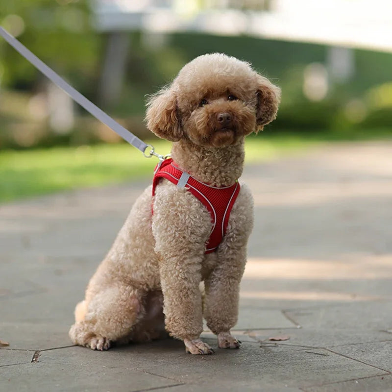 Arnés Ajustable con Correa para Perros y Gatos Pequeños — Reflectante y Transpirable | 7 Colores